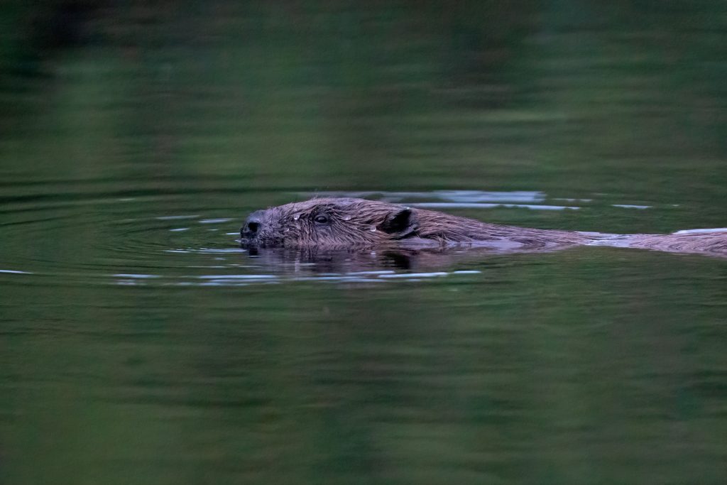 beavers in scotland